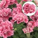 Bild von Petunia double P12 Pink Red Veins